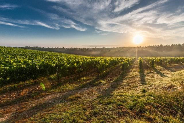 A sunset over a field of crops.